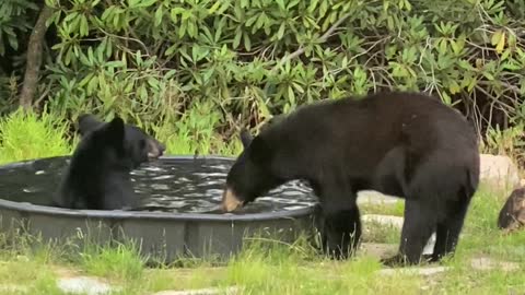 Black Bears Have Fun in Pool
