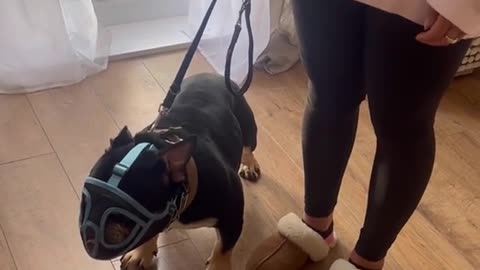 How To Train Your In Fun Way As They Are Trained in Dog Training Academy!
