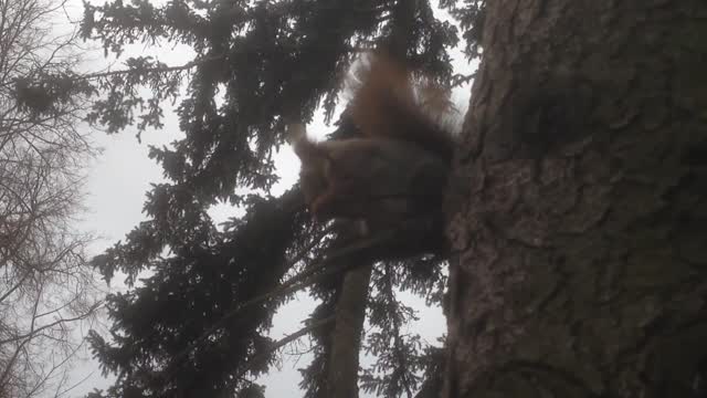 Feeding little squirrel in the park