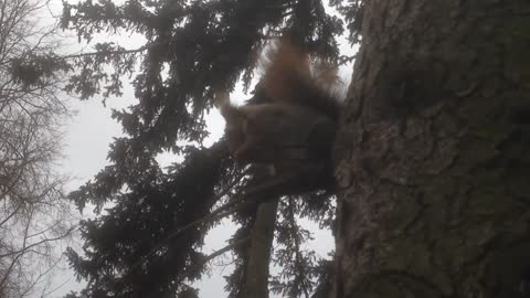 Feeding little squirrel in the park
