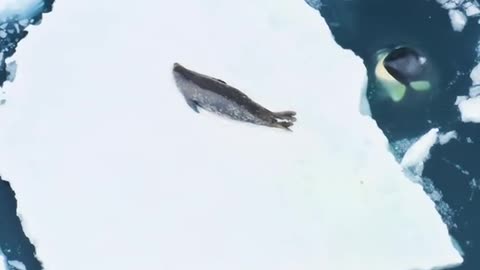 Walk into the mysterious ocean world and see how killer whales prey on seals. The scene is amazing