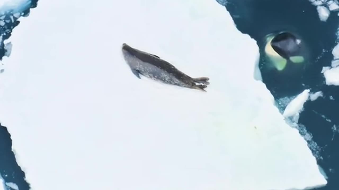 Walk into the mysterious ocean world and see how killer whales prey on seals. The scene is amazing