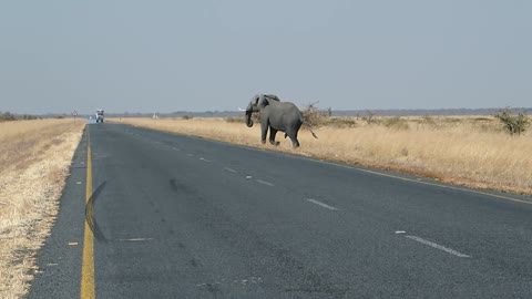 an elephant almost got hit by a truck