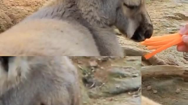 Wildlife zero distance # kangaroo