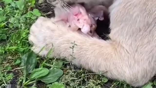 Lion Cub So Mad For His Food