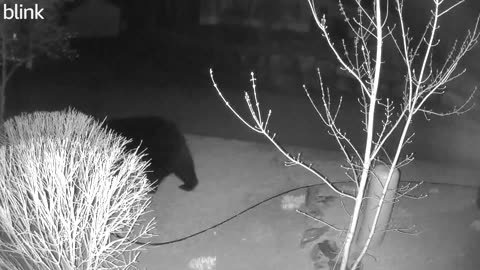 Bear Makes Itself At Home In Backyard