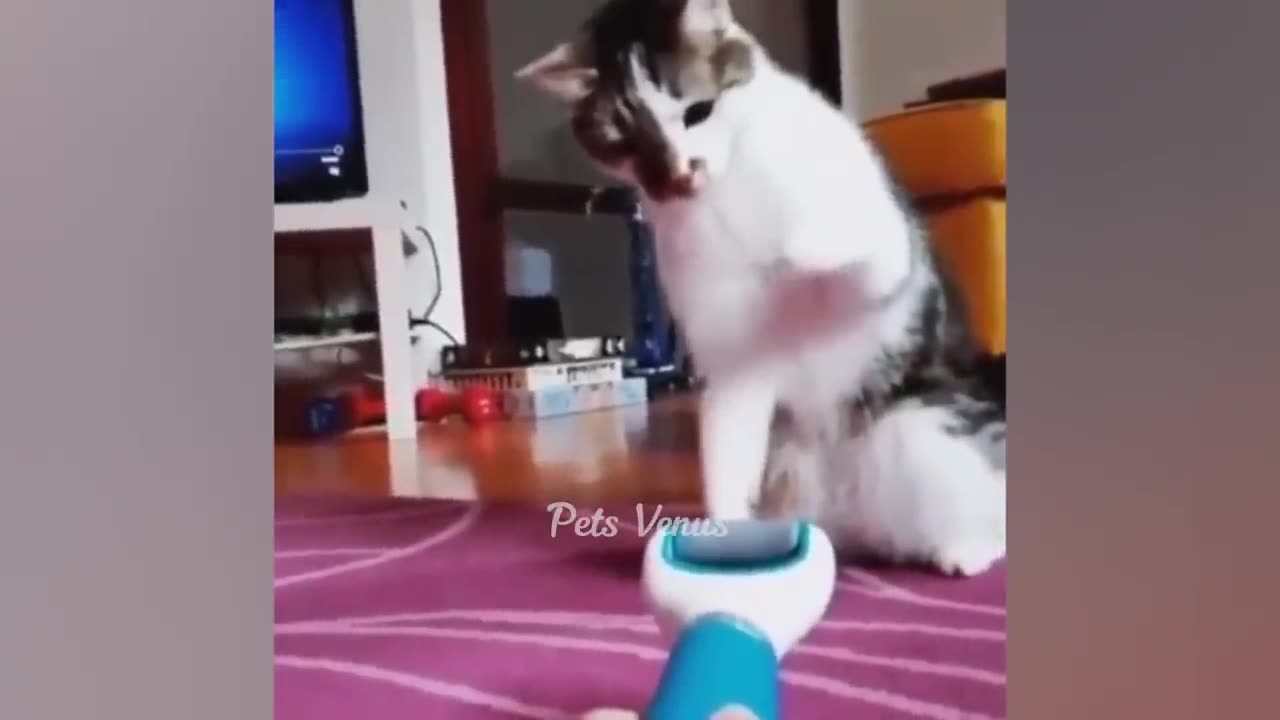 New funny animal 😀 funniest cats and dogs🤡😻🐶2023 part 8