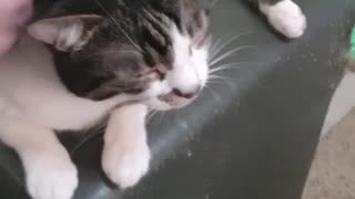 MeShu tolerates some love