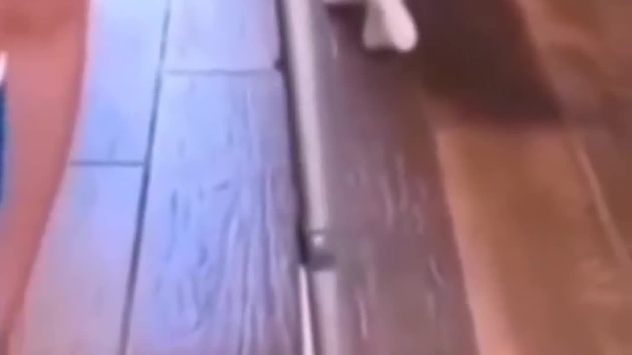 Animals🤣🤣
