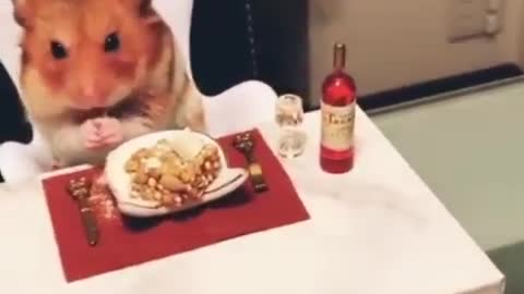 Funny animals