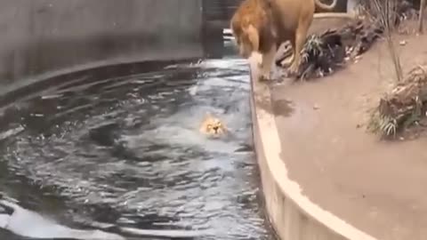 LION POOR VS BABY LION LAUFING LION CHILD