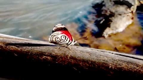 Most Amazing Butterflies