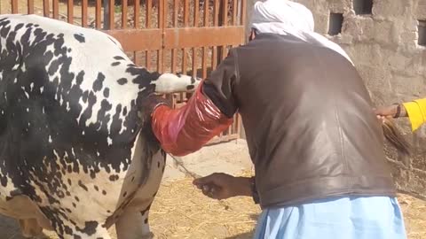 Dr Keeping Simon In Cow