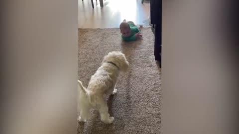 Cute babies with pets funny moments