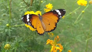 Beautiful Butterfly