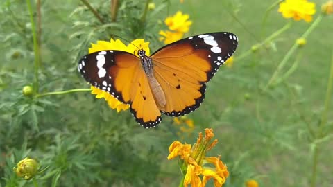 Beautiful Butterfly