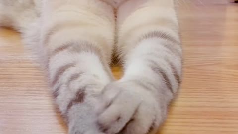 Kitty🤗