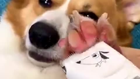 Dog training video