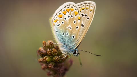"Captivating Splendor: Exploring the Beauty of Nature"