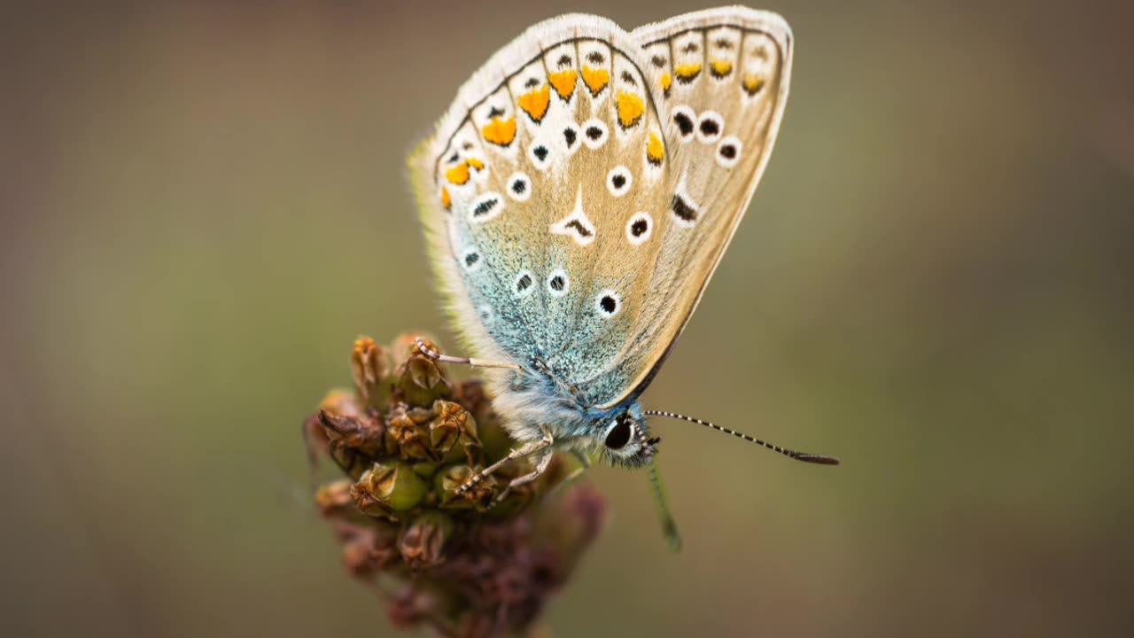 "Captivating Splendor: Exploring the Beauty of Nature"