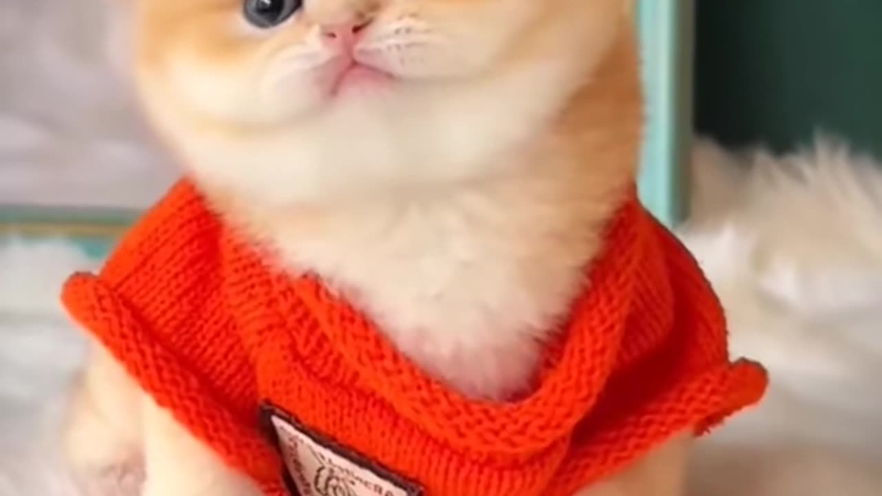 Kitten walk like a Queen ❤️ best video cute kitten cat