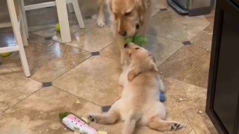 FUNNY CATS AND DOGS BIRDS ETC.