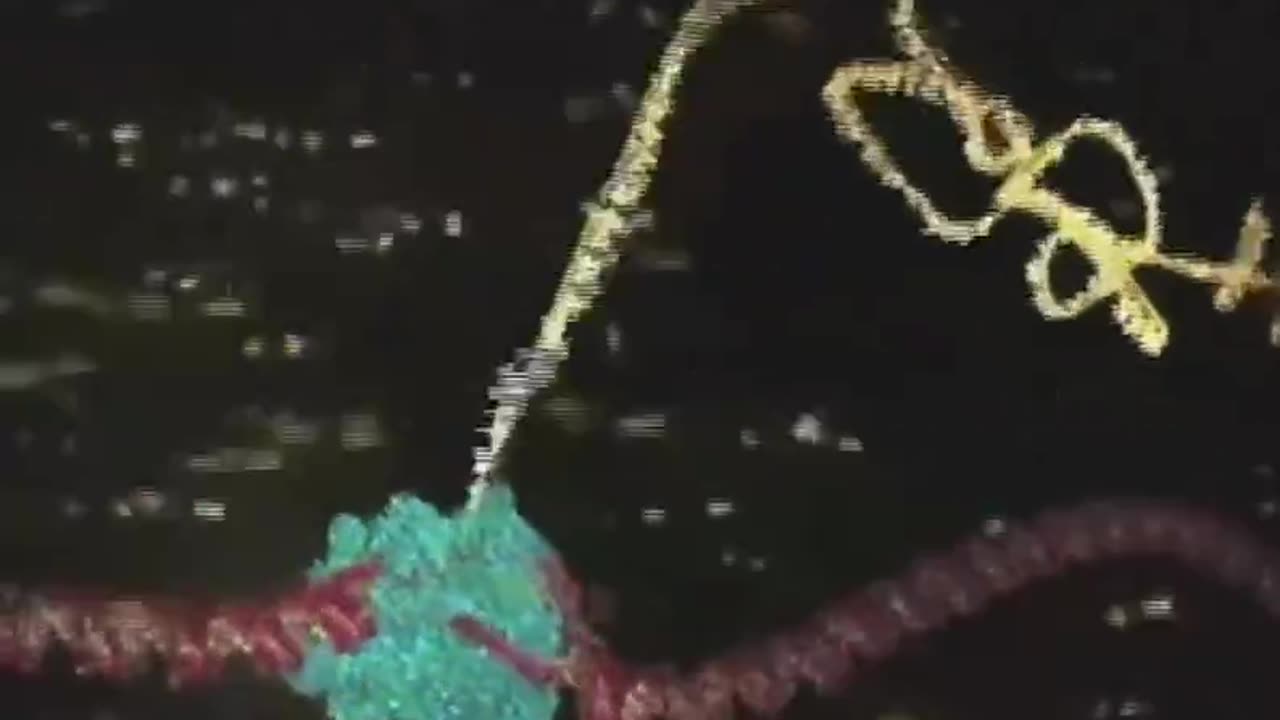Transcription= information in DNA is copied into messenger nRNA (mRNA) for protein production.
