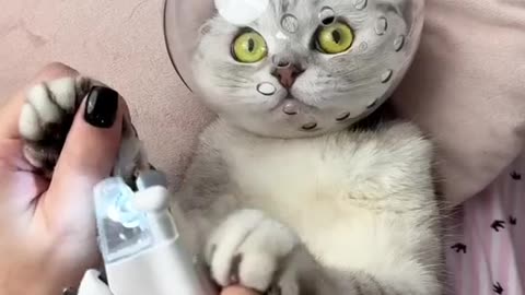 Human loves with cute cat and doing massage on him.
