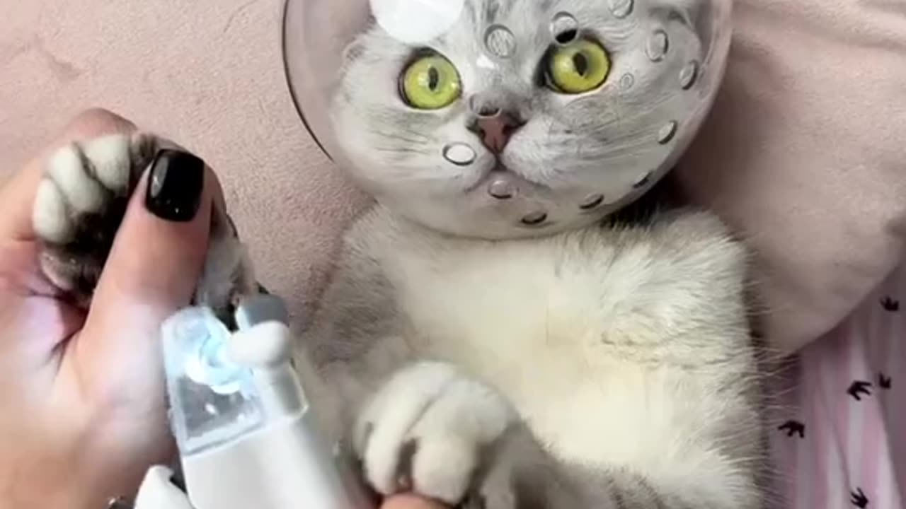 Human loves with cute cat and doing massage on him.