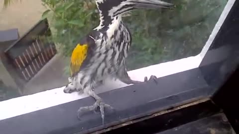 Wood peckker gone mad
