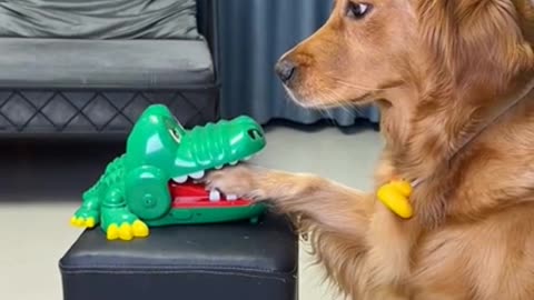 DOG IS AMAZED BY DOG