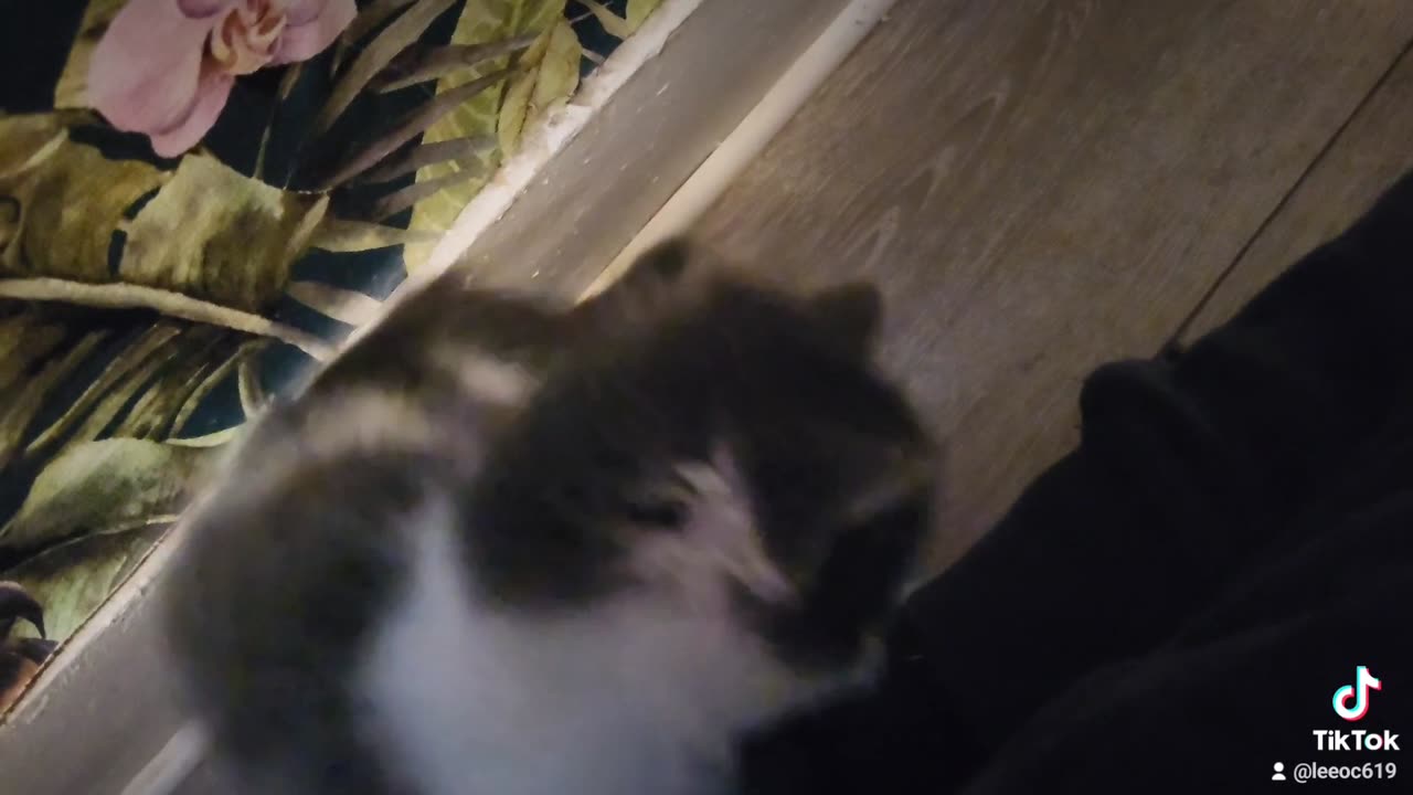 3 5 week old baby kittens
