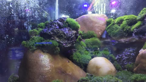 Beautiful Aquarium setup