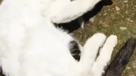 Playing My Kitty.