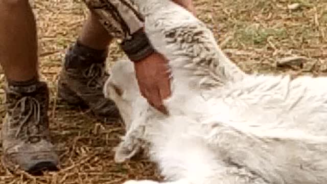 Decided to tickle a lion in Africa