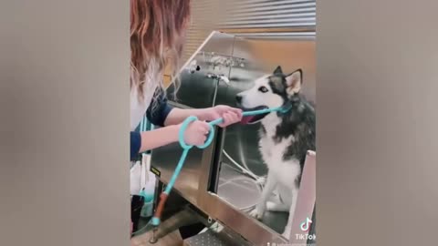 A dog like no other!