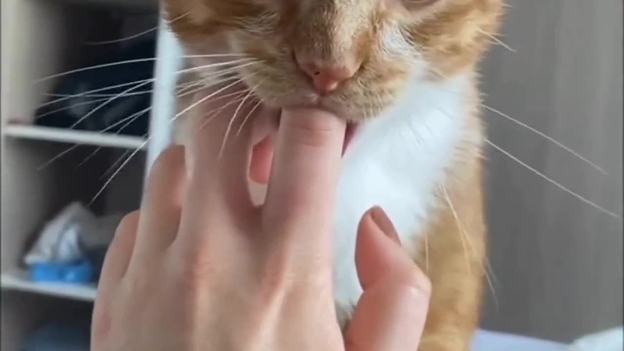 Cute Cats & Funny Cats 😍😍😅😅 #cats #reels #shorts #viral #pets #mmvcats