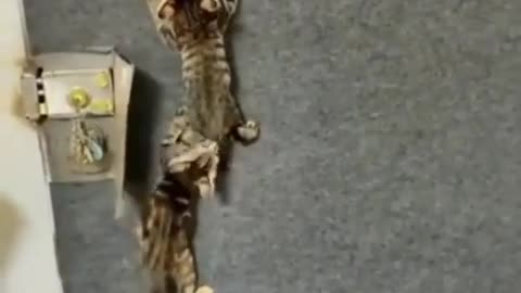 Funny animals
