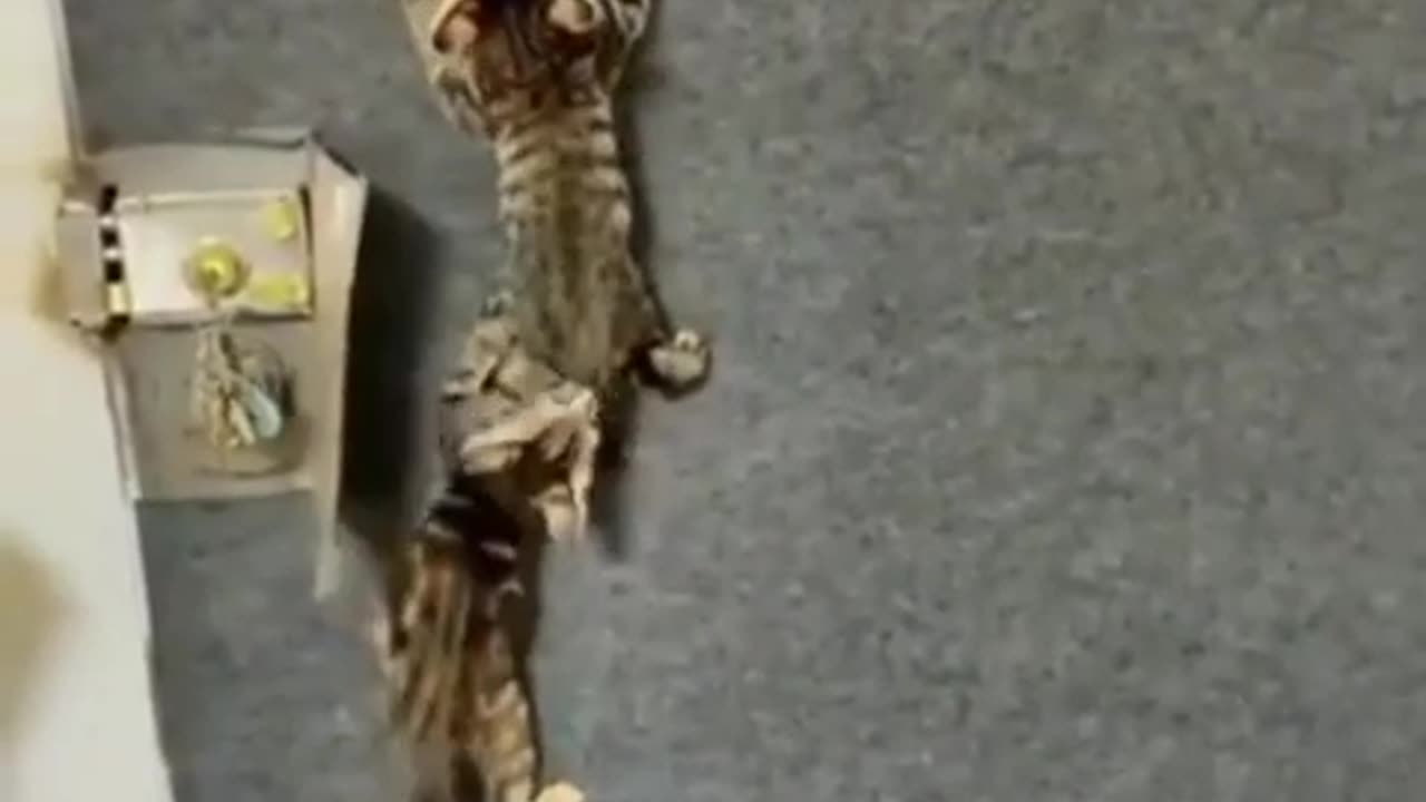 Funny animals