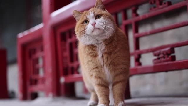 A rock and roll orange cat