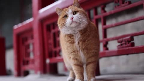 A rock and roll orange cat