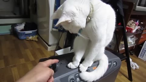 Cat and me