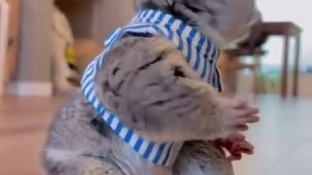 Funny Animals