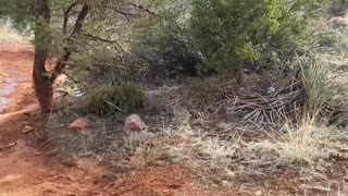 Noah's flood evidence is EVERYWHERE in Sedona, Arizona 2/17/23