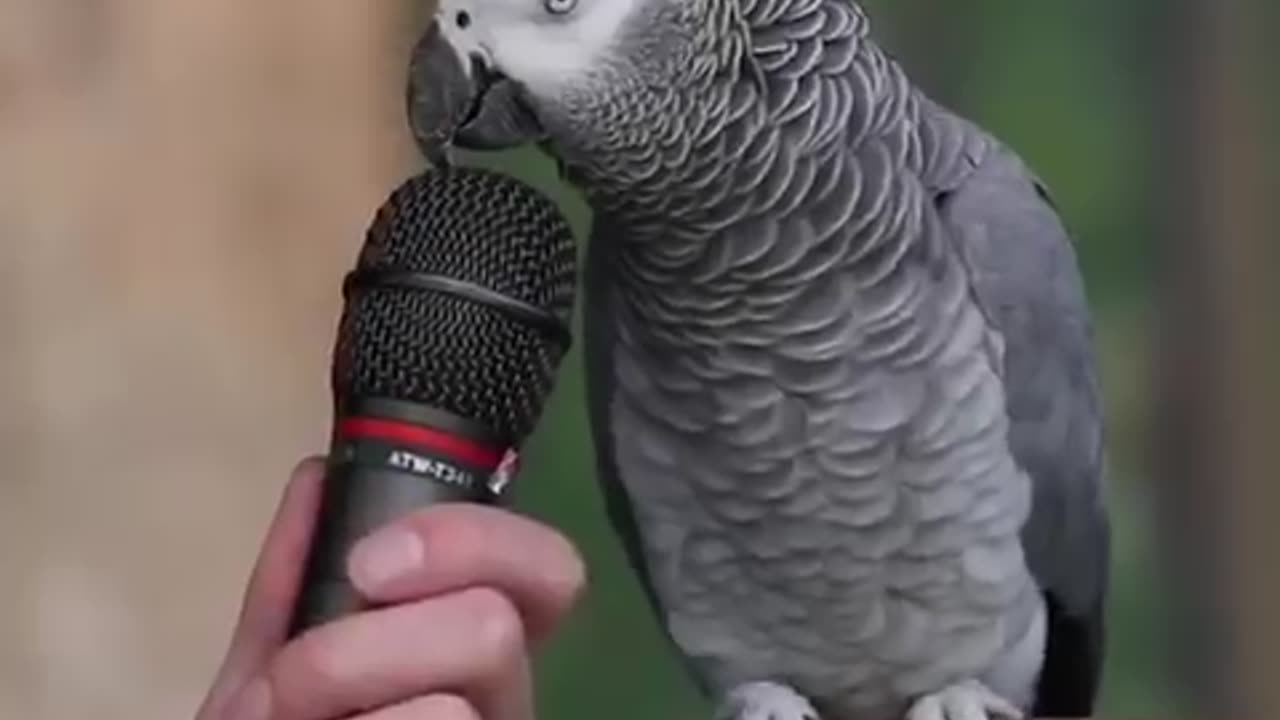 This parrot give every answer of the question. Unbelievable 🦜