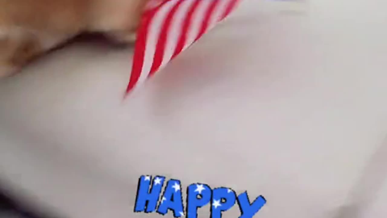 Don't bark too much at the pawrents! Happy 4th! πΆπ