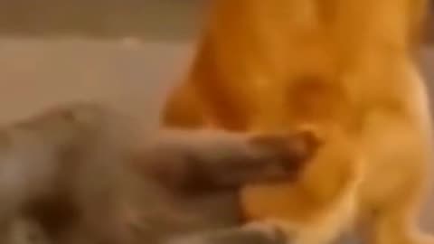 Dog funn with cat