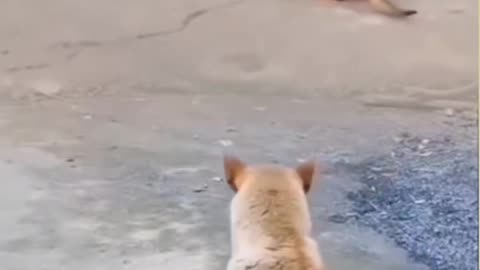 Animals dog great video full masti