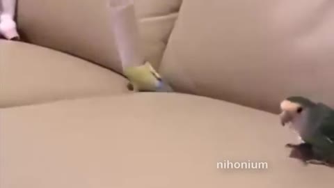 Playing bird.