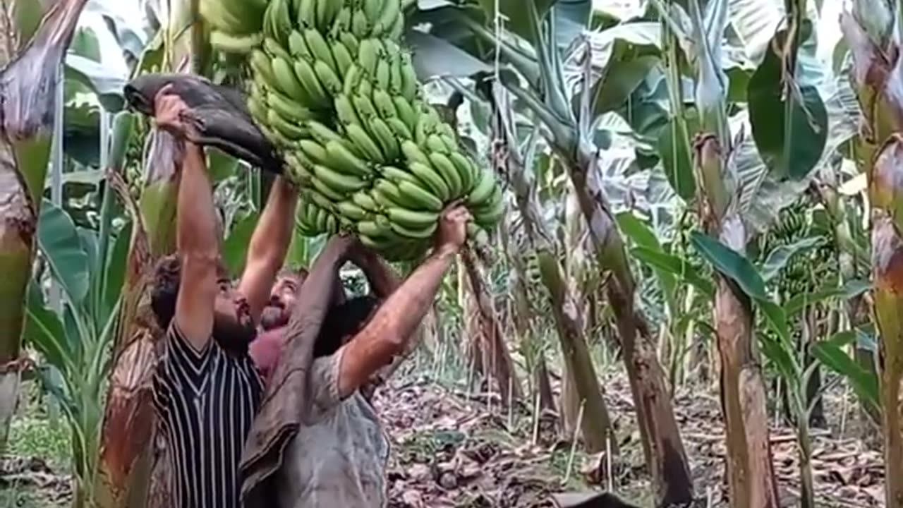 Beautiful natural bananas trees video